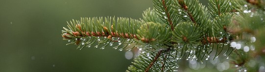 Water droplets on a branch of a pine tree