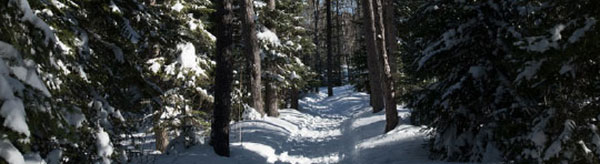 A path going into a forest of trees covered with snow.