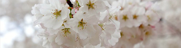 White springtime flowers on a branch.